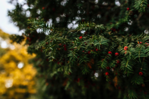 The Holidays with Pre-Lit Christmas Trees